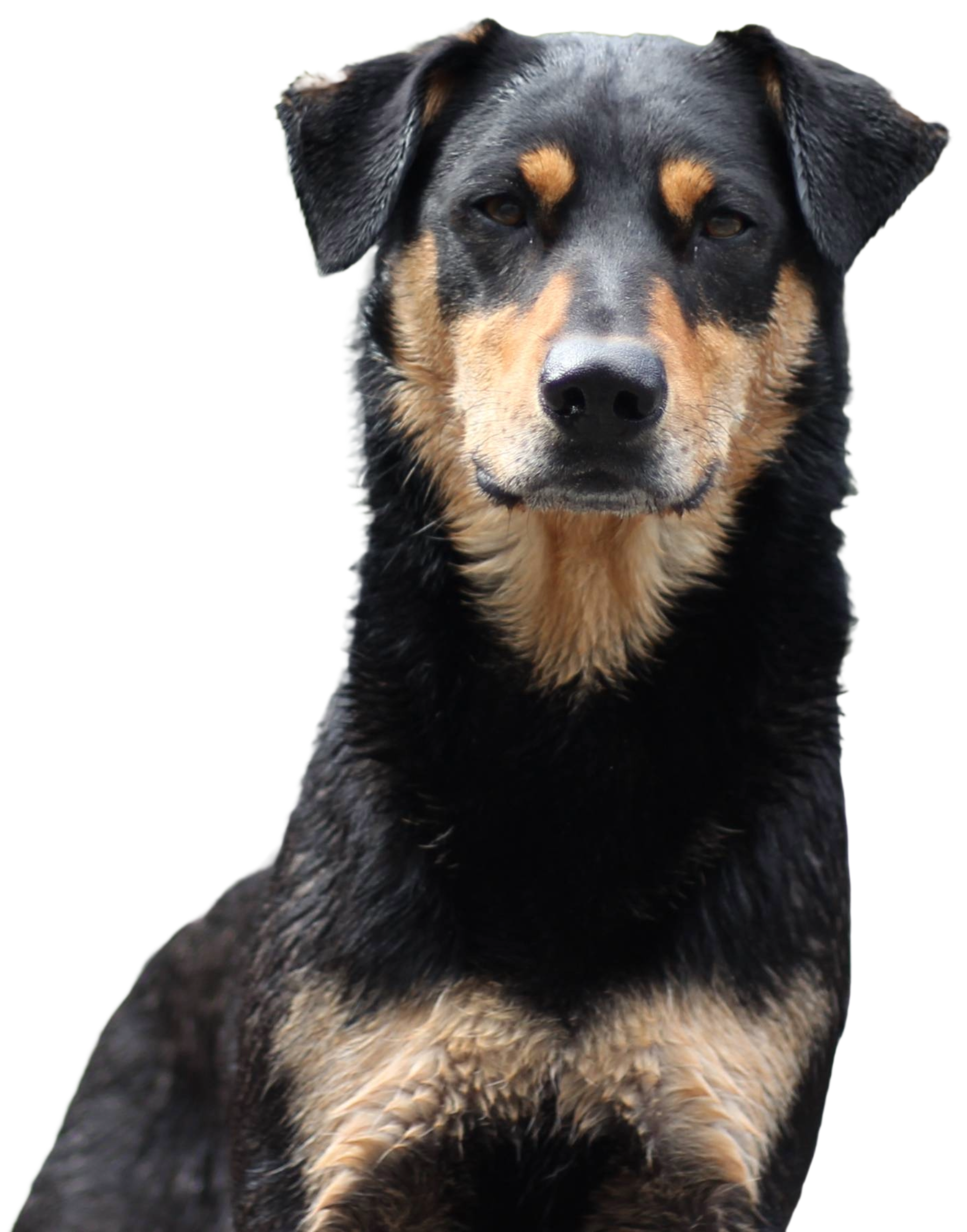 Obi Juan — REAL K-9 demo dog